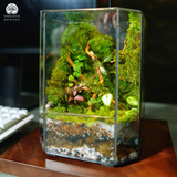 Terrarium Vách Rừng Nhiệt Đới  | Bể Trụ Đứng Trang Trí Không Gian Sống