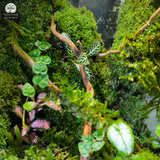 Terrarium Vách Rừng Nhiệt Đới  | Bể Trụ Đứng Trang Trí Không Gian Sống