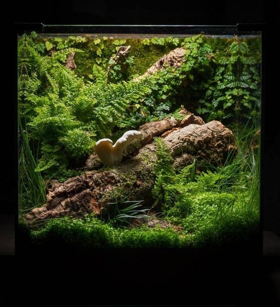 Lịch gợi ý để thoáng khí cho terrarium