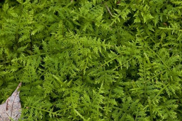 Rêu Trắc Bá (Thuidium Moss)