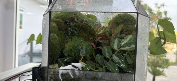 Xử Lý Khi Terrarium Bị Úng Nước (Khắc Phục Nấm Mốc)