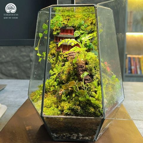 Terrarium Cheo Leo | Bể Đa Giác Để bàn