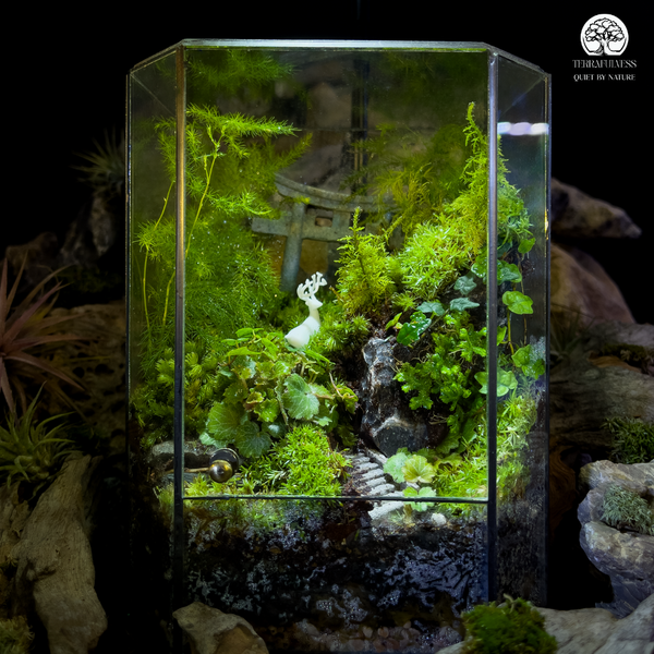 Đặt Bình Nơi Có Ánh Sáng Gián Tiếp – Bí Quyết Giúp Rêu Terrarium Giữ Độ Ẩm Hoàn Hảo