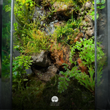 Terrarium Rễ Rừng Kỳ Vĩ - Bể Đa Giác - Trang Trí Nội Thất
