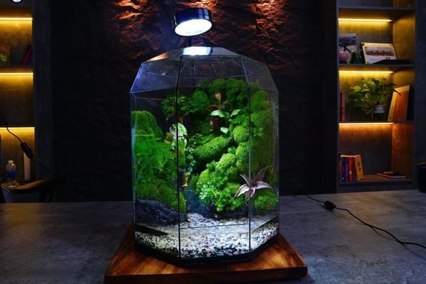 Viết Thiệp Tay Hoặc Lời Chúc Ý Nghĩa – Tạo Dấu Ấn Với Đối Tác Qua Món Quà Terrarium Mang Phong…