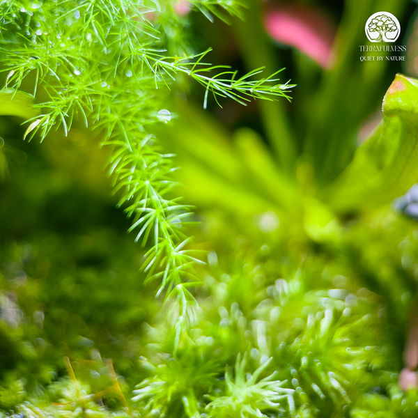 Sử Dụng Vật Liệu Chưa Xử Lý Kỹ – Rêu Bị Mốc Trắng Trong Terrarium