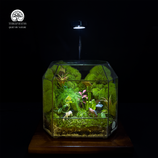 Tillandsia + đèn nền – Tillandsia
