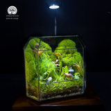 Terrarium Thảo Nguyên Xanh - Bể Đa Giác - Thu Nhỏ Cảnh Sắc Tự Nhiên