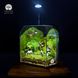 Terrarium Thảo Nguyên Xanh - Bể Đa Giác - Thu Nhỏ Cảnh Sắc Tự Nhiên