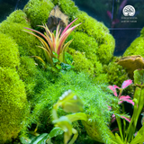 Terrarium Thảo Nguyên Xanh - Bể Đa Giác - Thu Nhỏ Cảnh Sắc Tự Nhiên