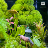 Terrarium Thảo Nguyên Xanh - Bể Đa Giác - Thu Nhỏ Cảnh Sắc Tự Nhiên