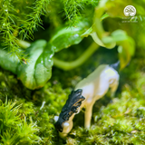 Terrarium Thảo Nguyên Xanh - Bể Đa Giác - Thu Nhỏ Cảnh Sắc Tự Nhiên