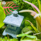 Terrarium Thảo Nguyên Xanh - Bể Đa Giác - Thu Nhỏ Cảnh Sắc Tự Nhiên