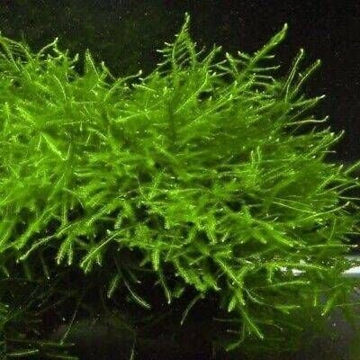 Tưới quá nhiều nước – sai lầm số 1 – Chăm Rêu Trong Terrarium – Những Sai Lầm Thường Gặp Và Cách…