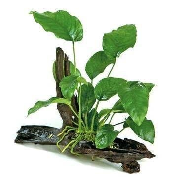 Lưu Ý Khi Chăm Sóc Anubias – Anubias