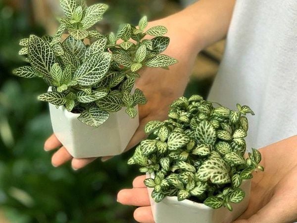 Cây Fittonia