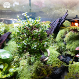 Terrarium