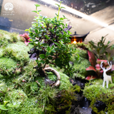 Terrarium