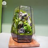 Terrarium Hidden Rock Refuge - Bể Đa Giác - Quà Tặng Cao Cấp