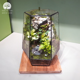 Terrarium Hidden Rock Refuge - Bể Đa Giác - Quà Tặng Cao Cấp