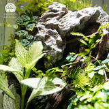 Terrarium Hidden Rock Refuge - Bể Đa Giác - Quà Tặng Cao Cấp
