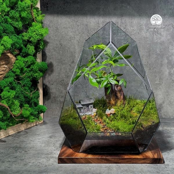 Lợi Thế Của Terrarium Làm Quà Tặng (So với các món quà khác)