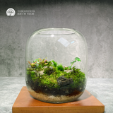 Terrarium Rêu Xanh - Bể Tròn - Size Trung - Để Bàn, Quà Tặng Lưu Niệm