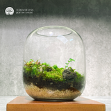 Terrarium Rêu Xanh - Bể Tròn - Size Trung - Để Bàn, Quà Tặng Lưu Niệm