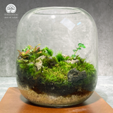 Terrarium Rêu Xanh - Bể Tròn - Size Trung - Để Bàn, Quà Tặng Lưu Niệm