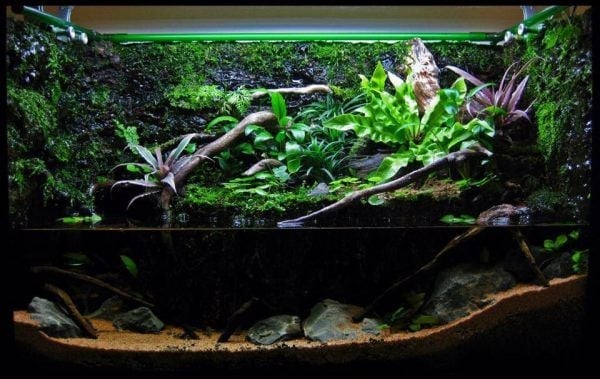 Cá Cảnh Mini Trong Terrarium Bán Cạn - Ý Tưởng Sáng Tạo Hay Rủi Ro Tiềm Ẩn?