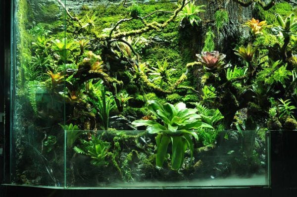Quan Sát Bằng Mắt Thường – Bổ Sung Nước Đúng Cách Cho Terrarium Bán Cạn