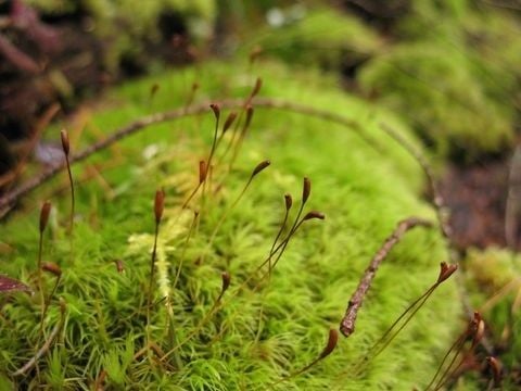 Thiếu thông khí – môi trường bí hơi – Chăm Rêu Trong Terrarium – Những Sai Lầm Thường Gặp Và…