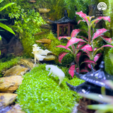 Terrarium Bích Sơn Khách - Bể Đa Giác - Tô Điểm Không Gian Sống