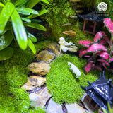 Terrarium Bích Sơn Khách - Bể Đa Giác - Tô Điểm Không Gian Sống