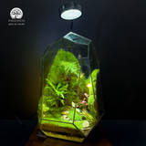 Terrarium Bích Sơn Khách - Bể Đa Giác - Tô Điểm Không Gian Sống