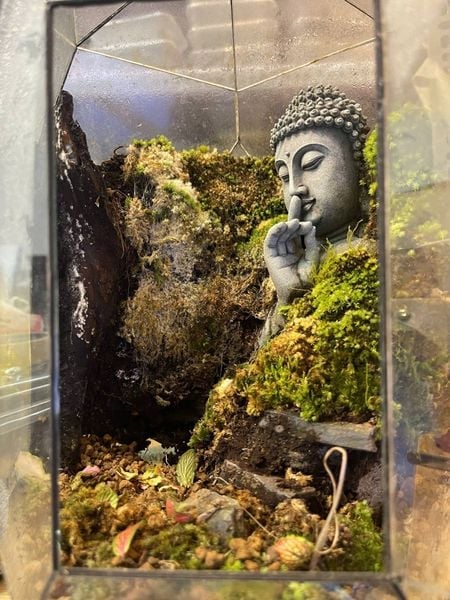 Dấu hiệu terrarium đang quá ẩm (Nguy cơ úng nước)