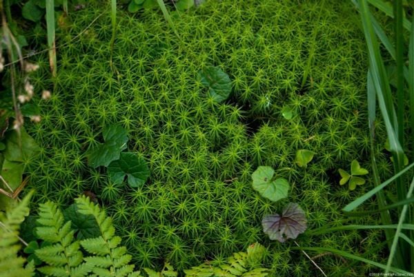 Không vệ sinh hoặc chăm tỉa định kỳ – Chăm Rêu Trong Terrarium – Những Sai Lầm Thường Gặp Và…