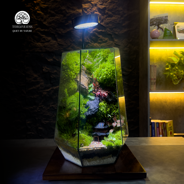 Vì Sao Việc Mở Nắp Terrarium Lại Quan Trọng? (Từ Khóa: Khi Nào Mở Nắp Terrarium)