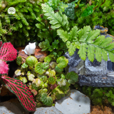 Terrarium Little House | Bể Hộp Chữ Nhật - Decor Bàn Làm Việc Tinh Tế