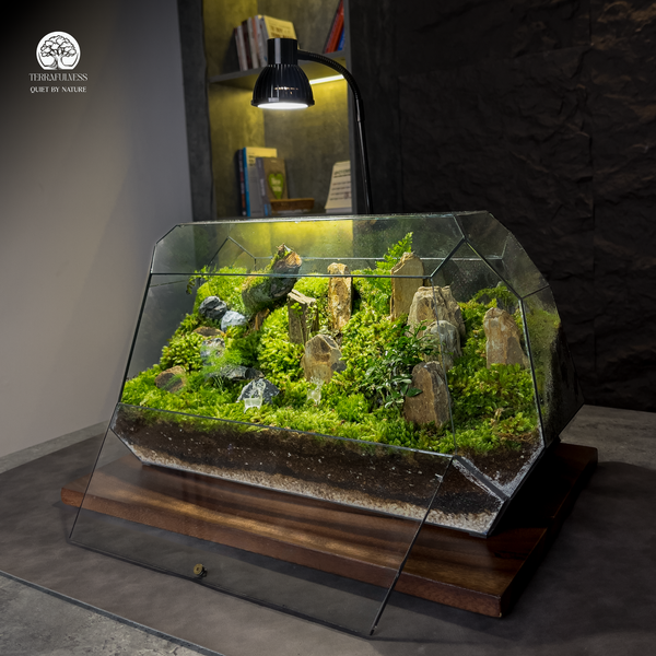 So Sánh Chi Tiết: Terrarium và Cây Cảnh Truyền Thống - Nên Chọn Gì làm Quà Tặng Sếp