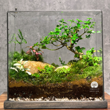 Terrarium Khám Phá | Bể Chữ Nhật - Để Bàn Làm Việc