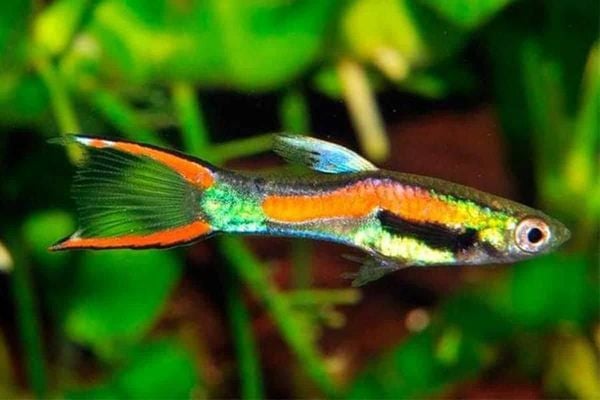 Cá Endler (Endler’s Livebearer) – Cá Cảnh Mini Trong Terrarium Bán Cạn - Ý Tưởng Sáng Tạo Hay…