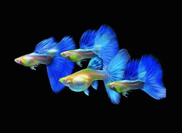 Cá Bảy Màu (Guppy) – Cá Cảnh Mini Trong Terrarium Bán Cạn - Ý Tưởng Sáng Tạo Hay Rủi Ro Tiềm Ẩn?
