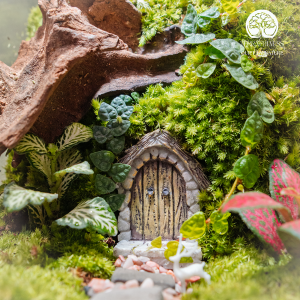 Bạn cần làm gì để chăm sóc Terrarium
