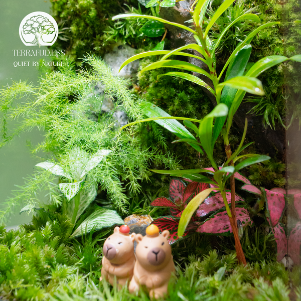 Terrarium decor giúp thư giản khi ngắm