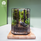 Terrarium Tranquil Deer Gate - Bể Đa Giác - Trang Trí Kệ Sách