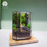 Terrarium Tranquil Deer Gate - Bể Đa Giác - Trang Trí Kệ Sách
