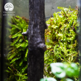 Terrarium Tranquil Deer Gate - Bể Đa Giác - Trang Trí Kệ Sách