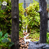 Terrarium Tranquil Deer Gate - Bể Đa Giác - Trang Trí Kệ Sách