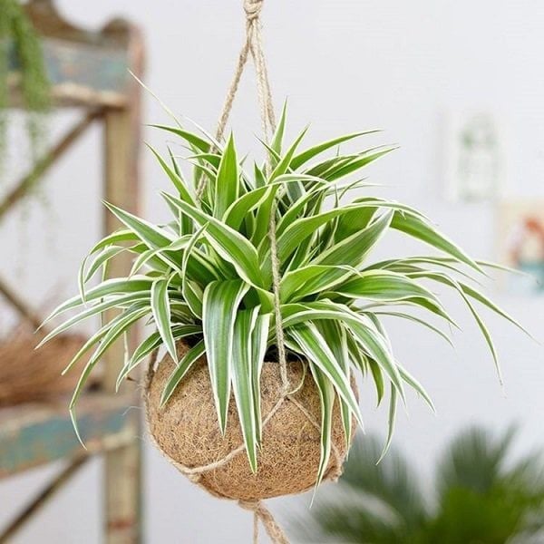 Mệnh Kim – Sáng suốt và tinh tế – Cây Cảnh Phong Thủy Cho Terrarium Theo Các Mệnh Hút Tài Lộc,…